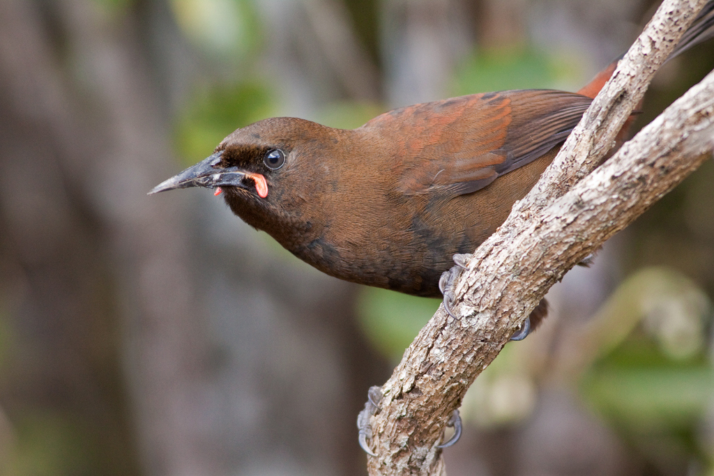 Brook Waimarama Sanctuary Image Bird 01 v2