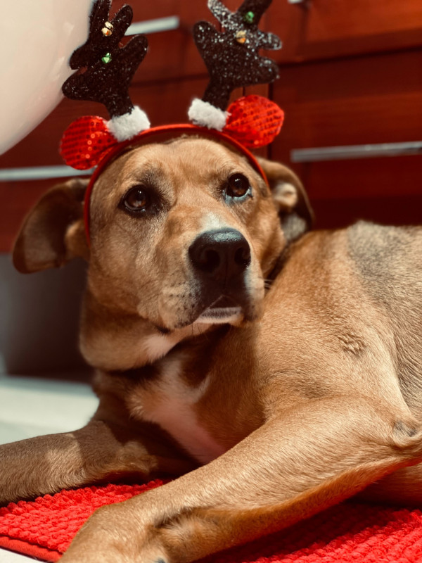 dog in antlers