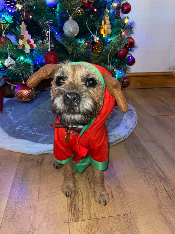 Sophie's dog in Christmas outfit