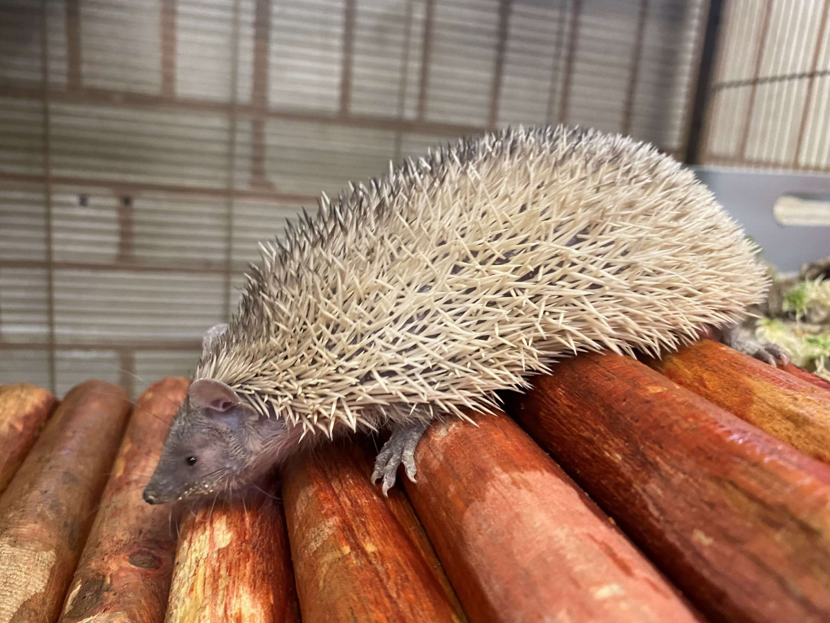 tenrec 2